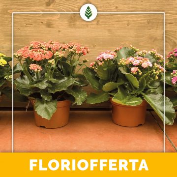 Floriofferta | Kalanchoe